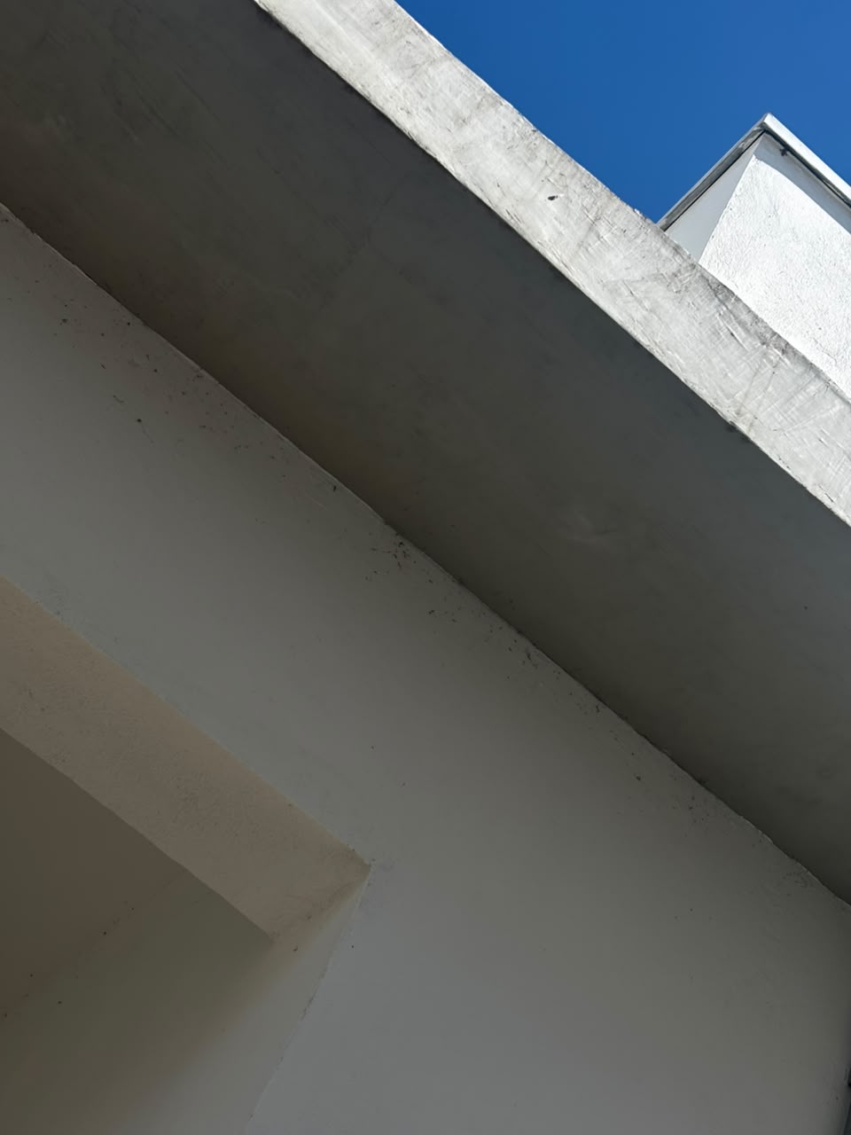 Insetos pousados na laje externa do PSF do Jardim Floresta, em Lavras