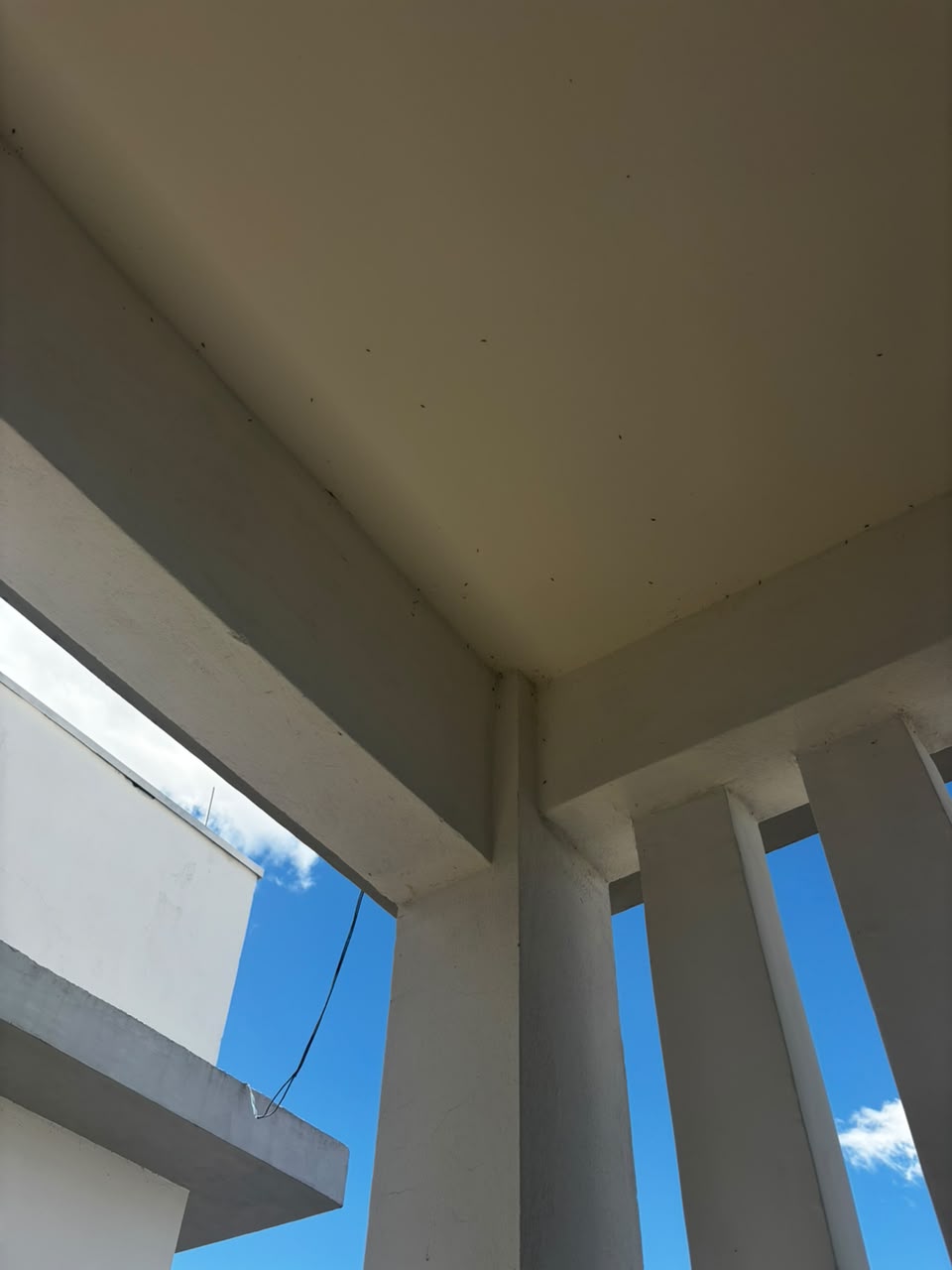 Teto da área externa do PSF do Jardim Floresta com insetos pousados