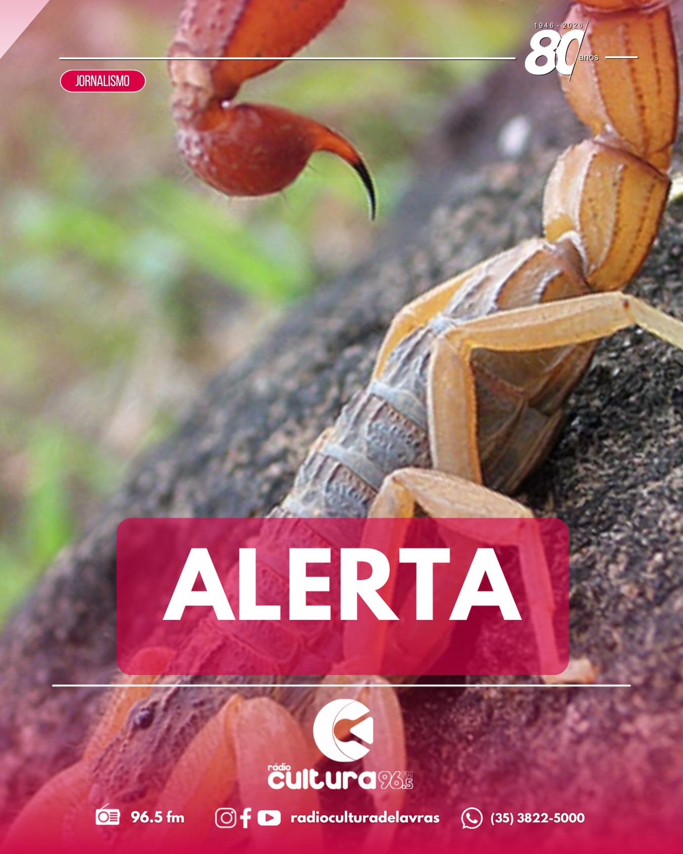 Com a chegada do calor, cuidados contra escorpiões devem aumentar em casa e no quintal