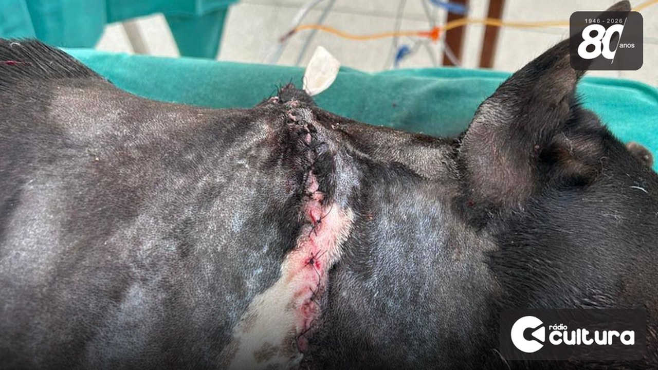 Hanna após a cirurgia no Hospital Veterinário da UFLA, com o dreno colocado para evitar infecção