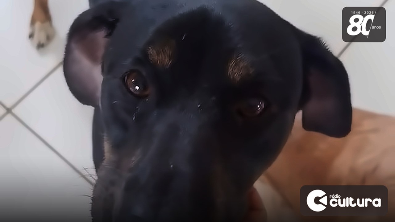 Imagem ilustrativa. O cão da foto não é a Hanna