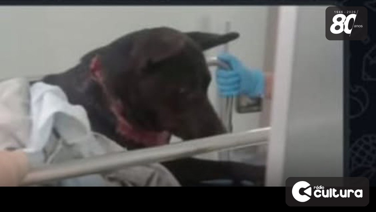 Cachorro é encontrado com ferimento profundo no pescoço no bairro Alterosa, em Lavras