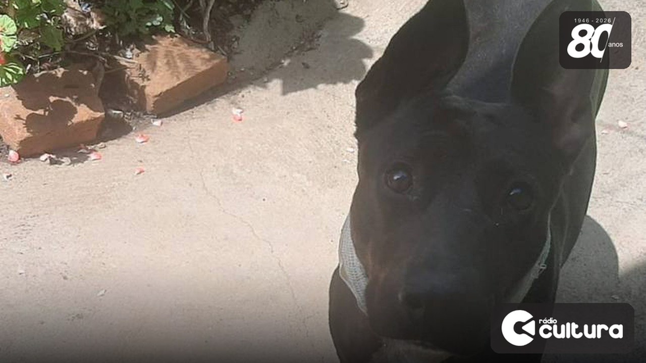 Após alta da UFLA, cachorra Hanna se recupera no Alterosa e precisa de medicamentos