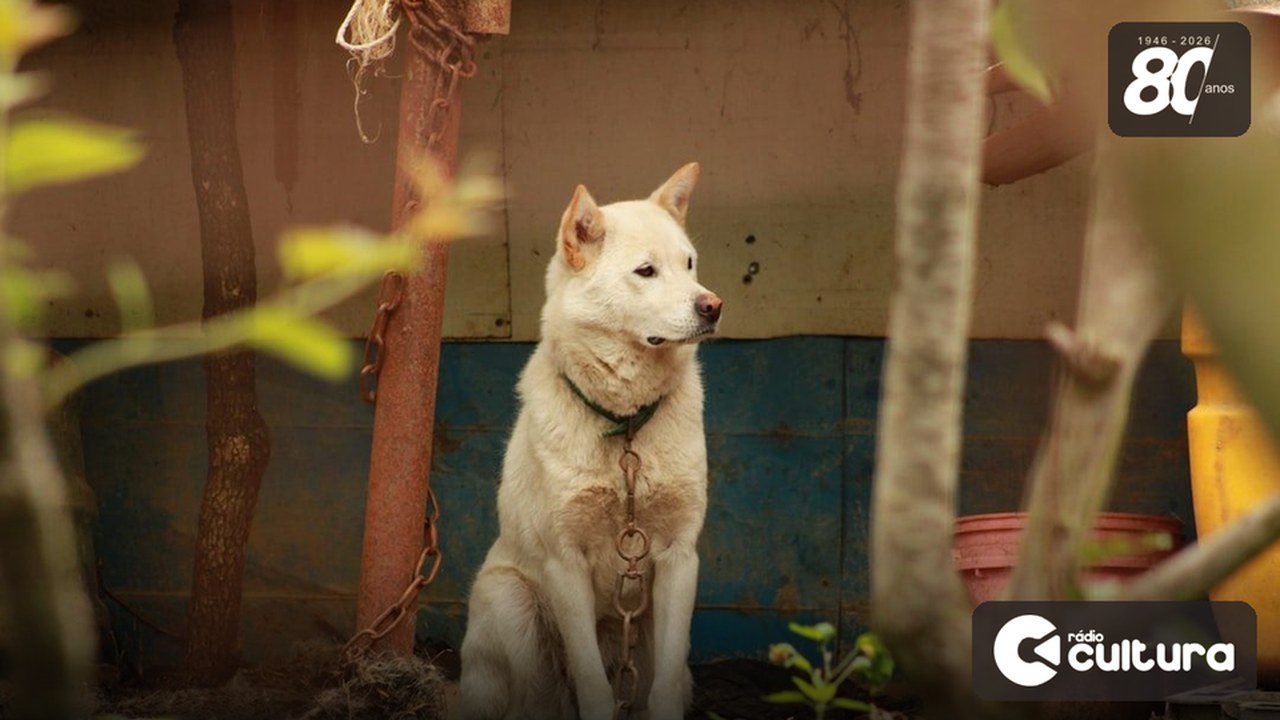 Manter cão ou gato preso na corrente já é maus-tratos em Minas desde 2025