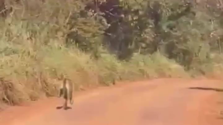 A onça-parda atravessa a estrada de terra perto da comunidade de Marmelada, na zona rural de Formiga