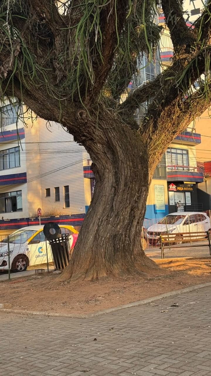 As árvores centenárias que marcam o espaço