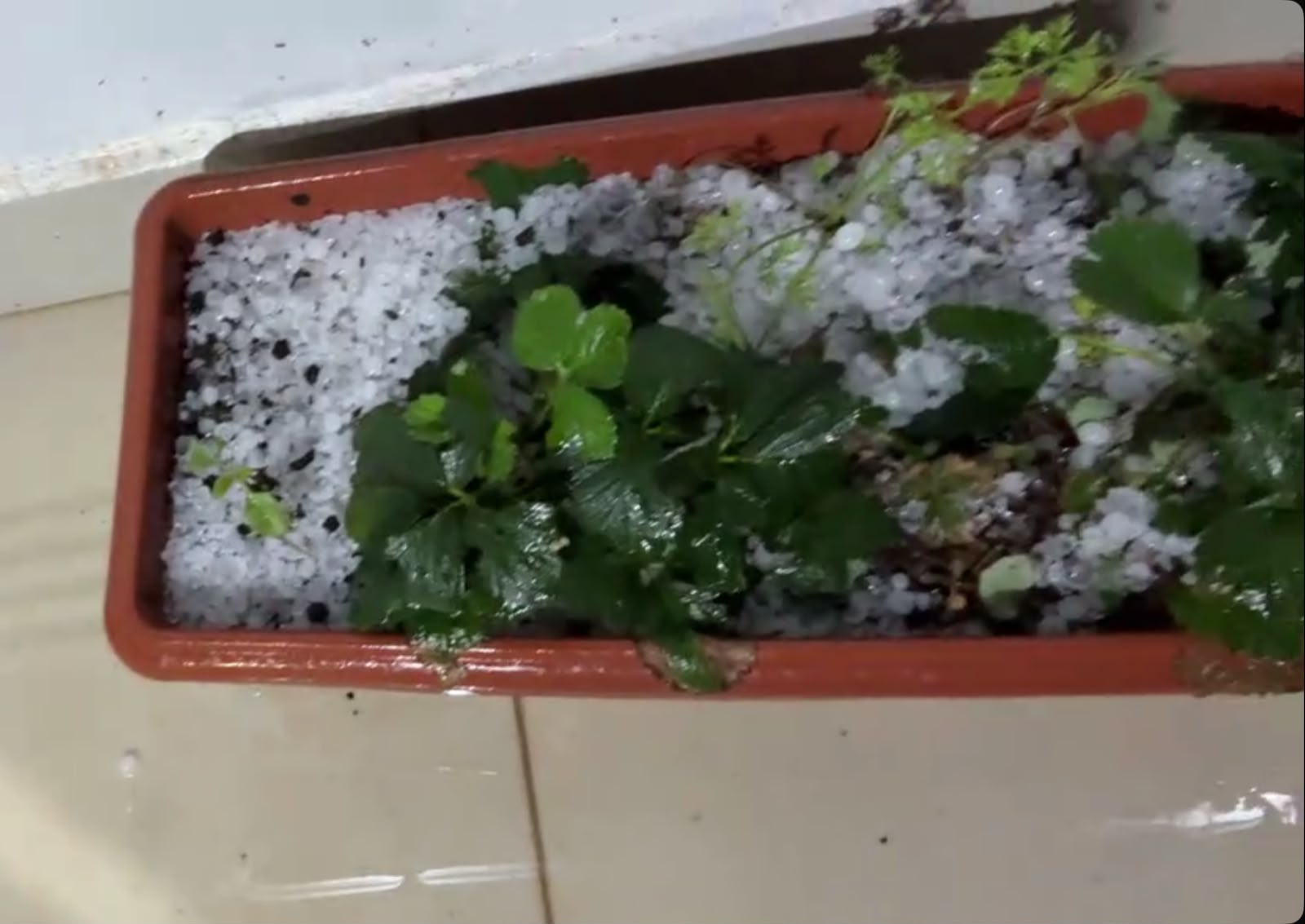 Pedras de granizo no piso